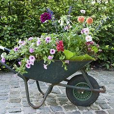 kruiwagen gevuld met bloeiende planten